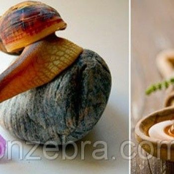 Фото с портфолио ZEBRA