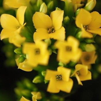 Педикюр женский
                    Ногтевая студия Ten's Харьков