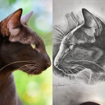 эскиз, реализм, черно-белые, кошка