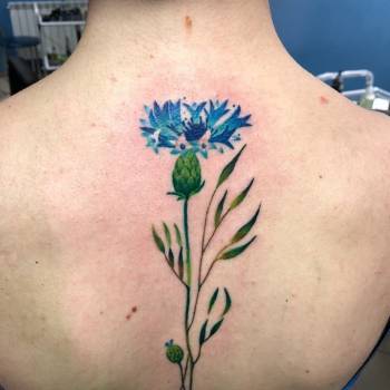 Тату для дівчат кольорові на спині, фото - Тату майстер Иван Леонович