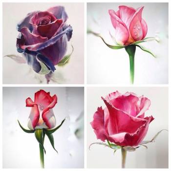 Тату эскиз роза цветные, фото - Тату мастер Саша Мельник