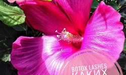 Ламинирование, ботокс, восстановление ресниц Майстер татуажу Елена Дніпро