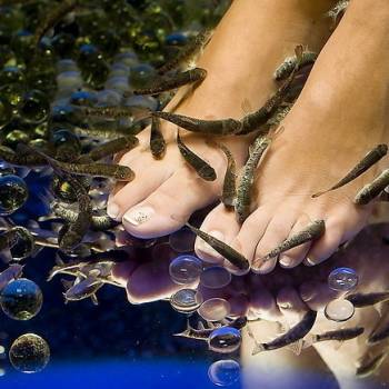 Фото с портфолио La Rose