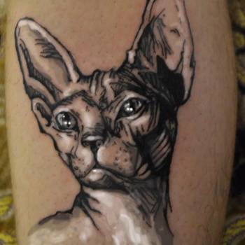 кошка, сфинкс