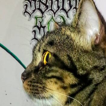 Слід, Львів Фото - 18