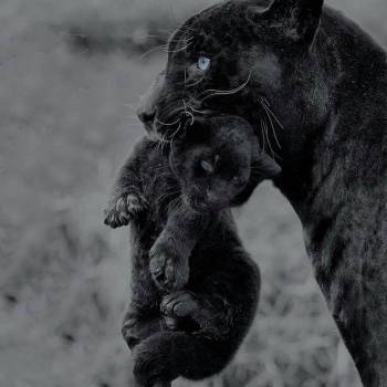 Артур Дєдков, Кривий Ріг Фото - 40