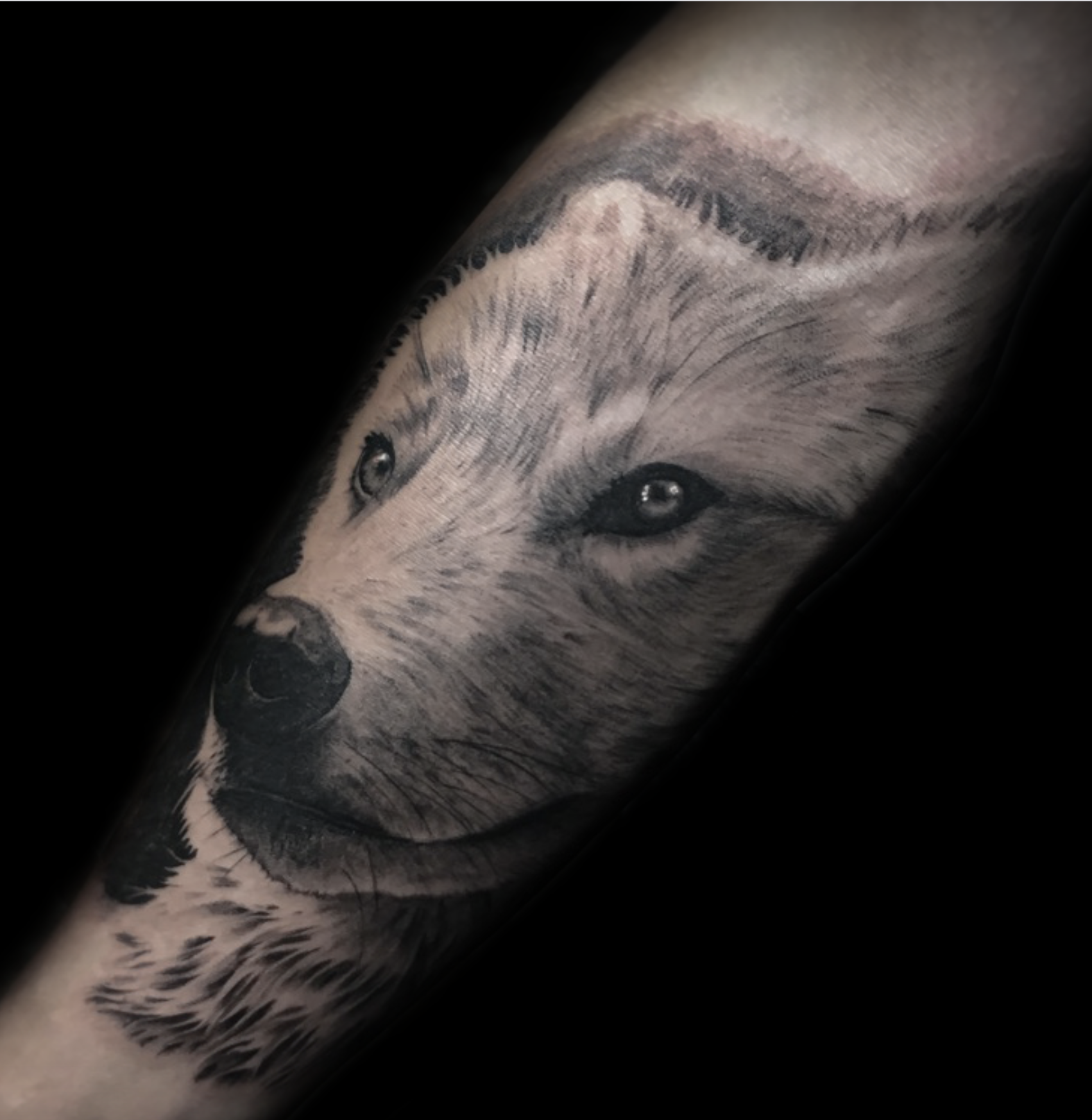 Мужские волк на предплечье, фото - Тату салон Cartel Tattoo