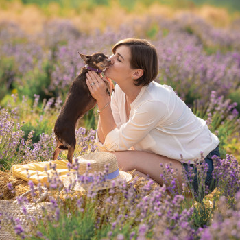 фотосесія із собакою, фотосесія у лаванді