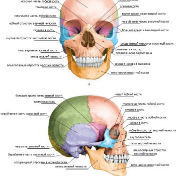 Остеопластика обличчя, мануальна корекція
                    Масажист Николай Київ
