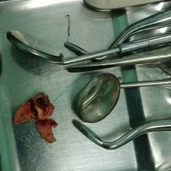 Анастасия Кристодол, Черновцы Фото - 10