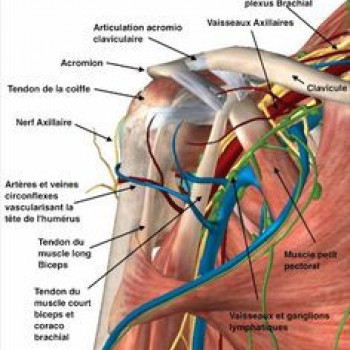 Боль в плечевом суставе
                    Кинезитерапевт Сергей Кривой Рог