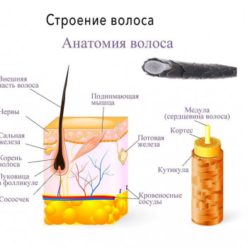 Диагностика трихоскопом
                    Тритментолог Юлия Полтава