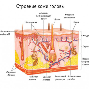 Диагностика трихоскопом
                    Тритментолог Юлия Полтава