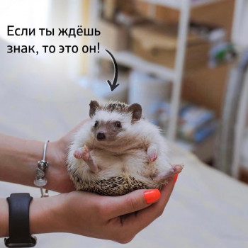 Ежикофф, Харьков Фото - 13