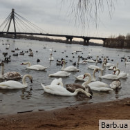 Бровист Ольга Громова на Barb.ua