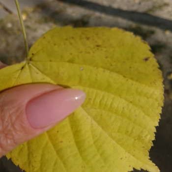 укрепление гелем цена 650 грн