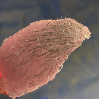 Депиляция воском/ Шугаринг/Ваксинг
                    Косметолог Елена Одеса