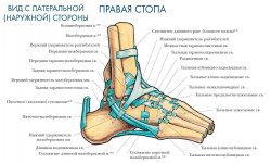 Тейпирование при деформациях Подолог Руслана Петровна Одесса