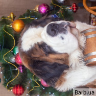 Фотограф Микола Свинаренко на Barb.ua