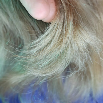 Поліровка волосся
                    Мастер по наращиванию волос Ілона Бровары