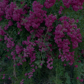 Тетяна Шейко, Охтирка Фото - 12