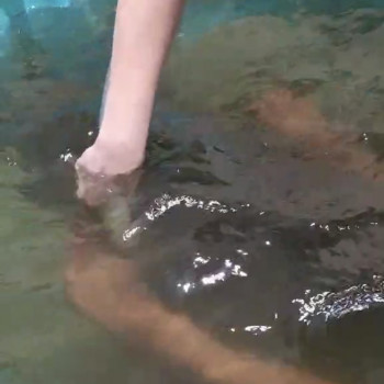 ГідроМасаж з Хвоєю
                    Салон красоты Імперія краси Кременчуг