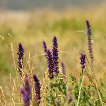 Фотосесія Буковель