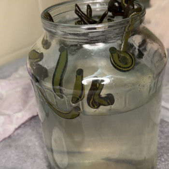 Гірудотерапія
                    Салон краси Імперія краси Кременчук