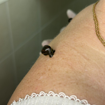 Гірудотерапія
                    Салон краси Імперія краси Кременчук