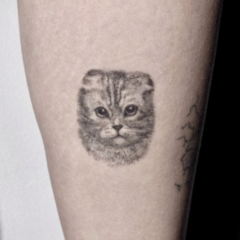 кошка, маленькие, мини