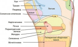 Рефлекторный массаж стоп Мастер по пирсингу Татьяна Киев