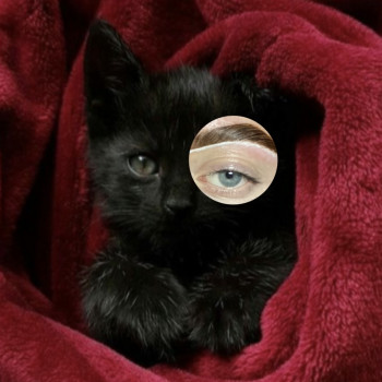 Корекція, фарбування, ламінування брів
                    Бровист  Хмельницкий