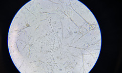  Подолог Игорь Вінниця