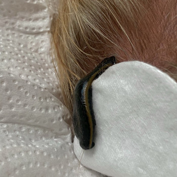 Фото з портфоліо фахівця Олена Боднар (фізіотерапевт, Чернівці)