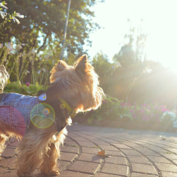 Фото с портфолио Юрій Ахполов