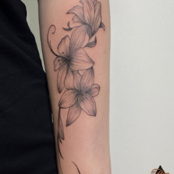 Фото с портфолио ALICE