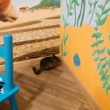 Чемпиончик, Київ Фото - 11